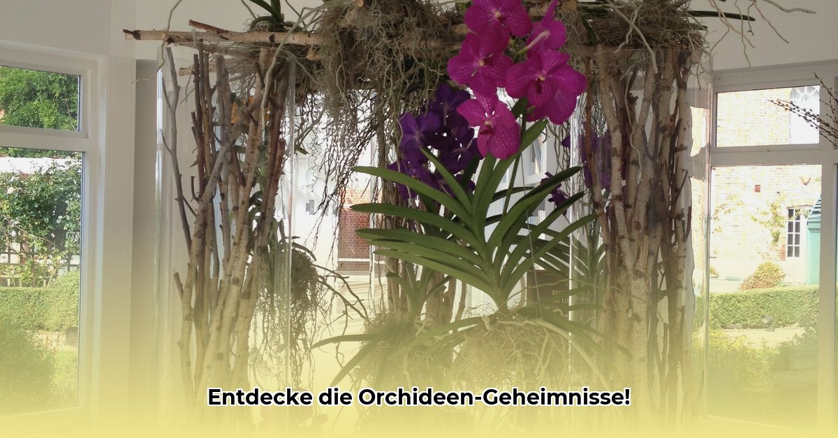 orchideengattung